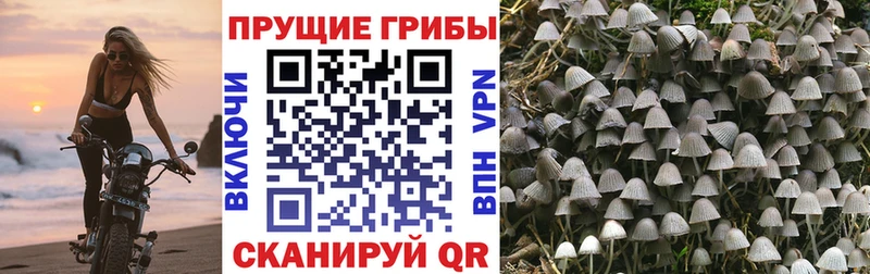 Псилоцибиновые грибы ЛСД  Ахтырский 